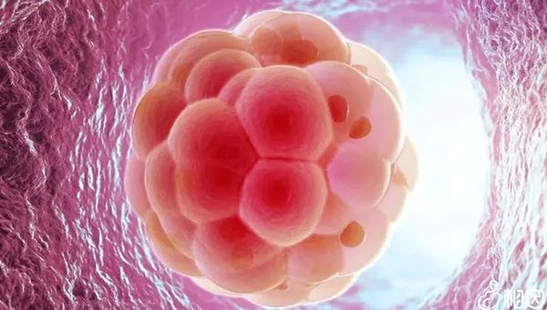 试管婴孩的寿命